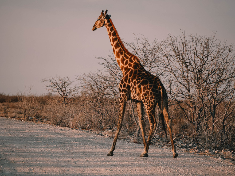 Etosha