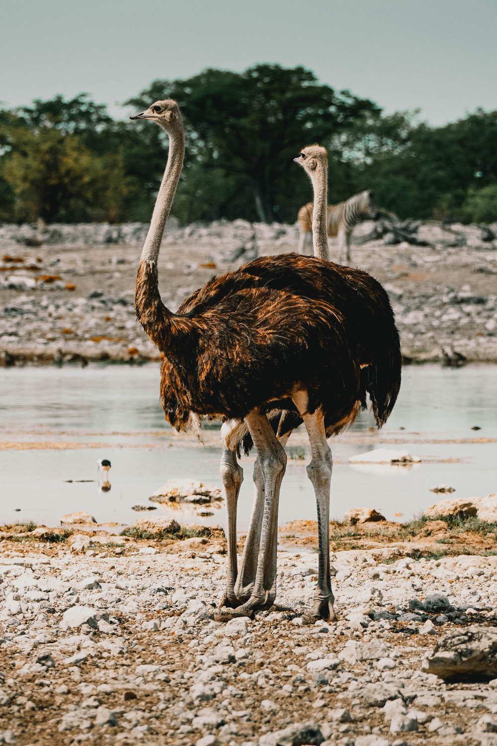 Etosha