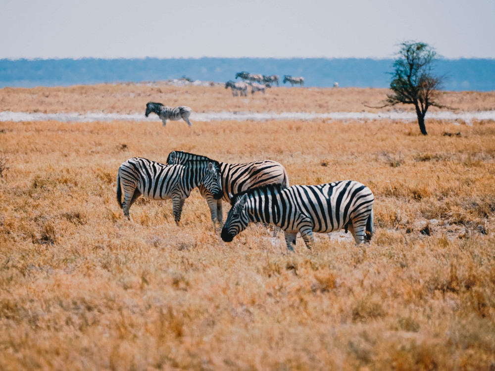 Zebra's in Etosha