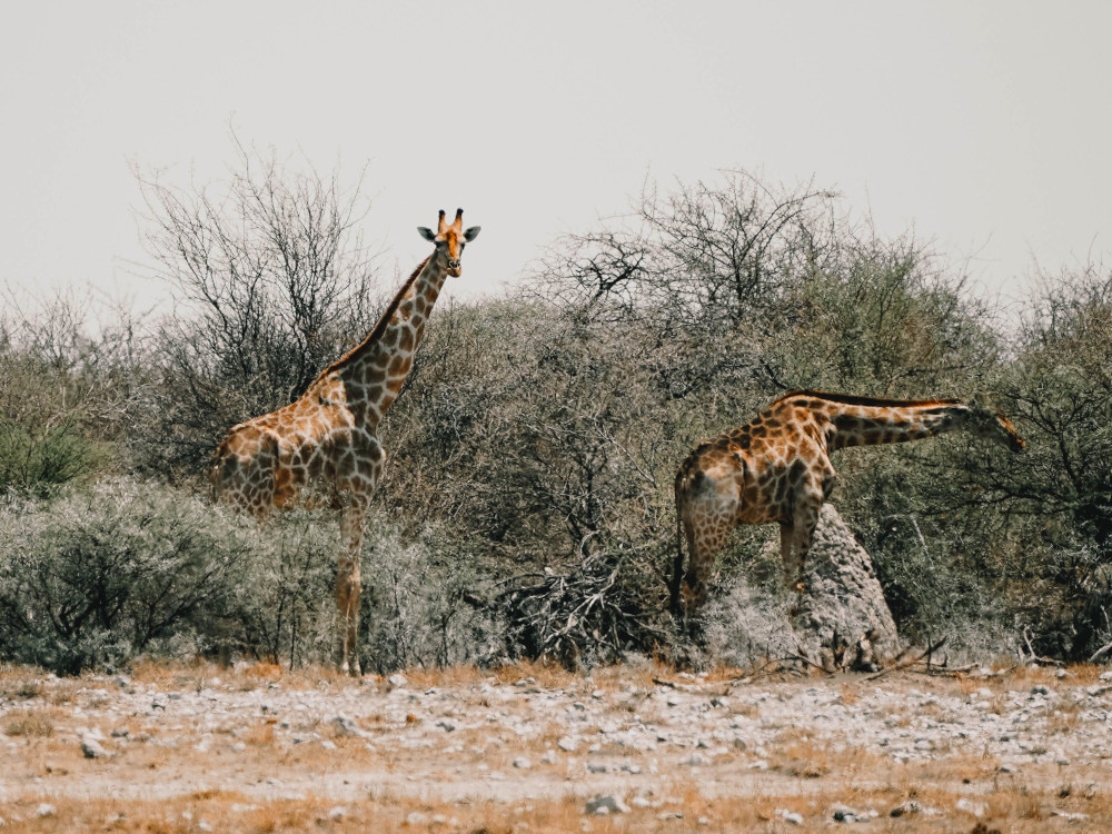 Waar ligt Etosha