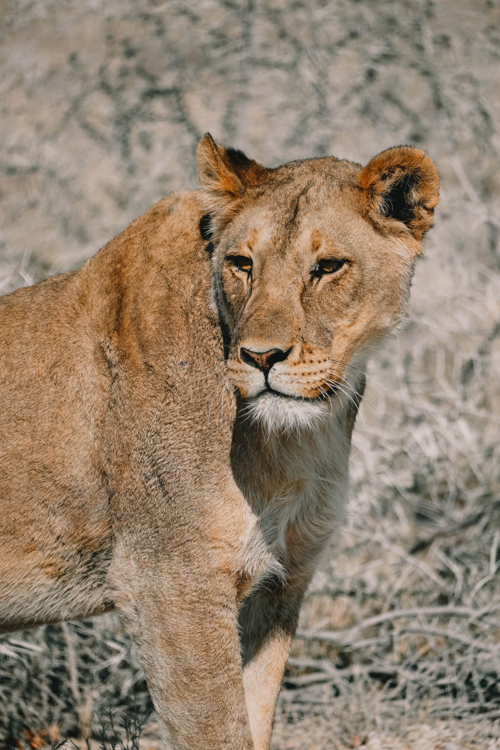 Leeuw in Etosha NP
