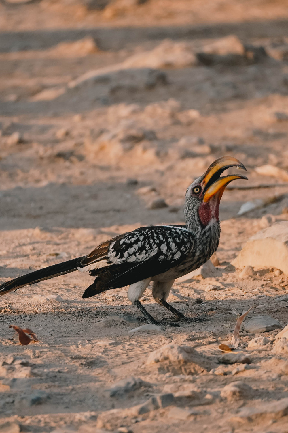 Hornbill in Etosha NP