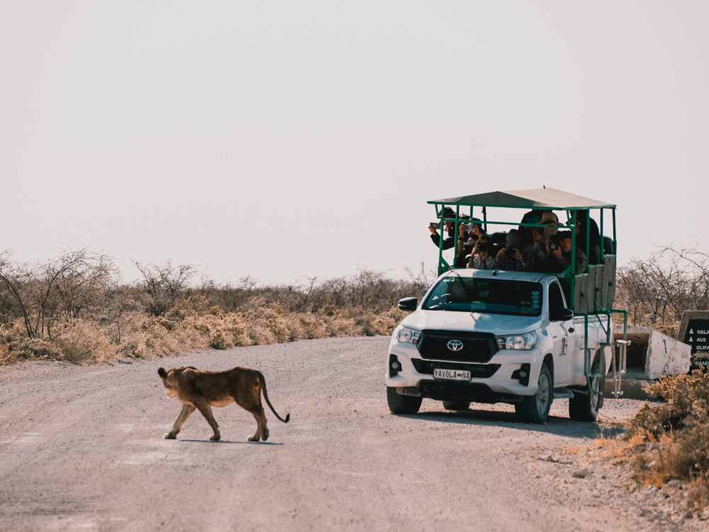 Etosha Game Drive