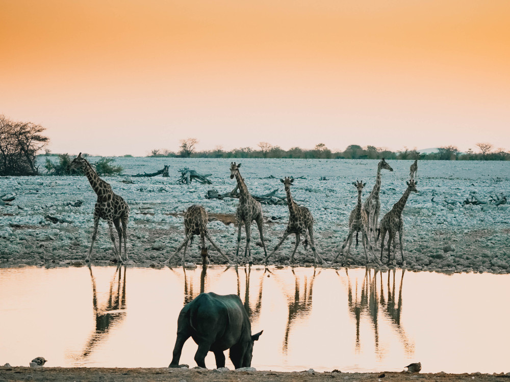Drinkende giraffen