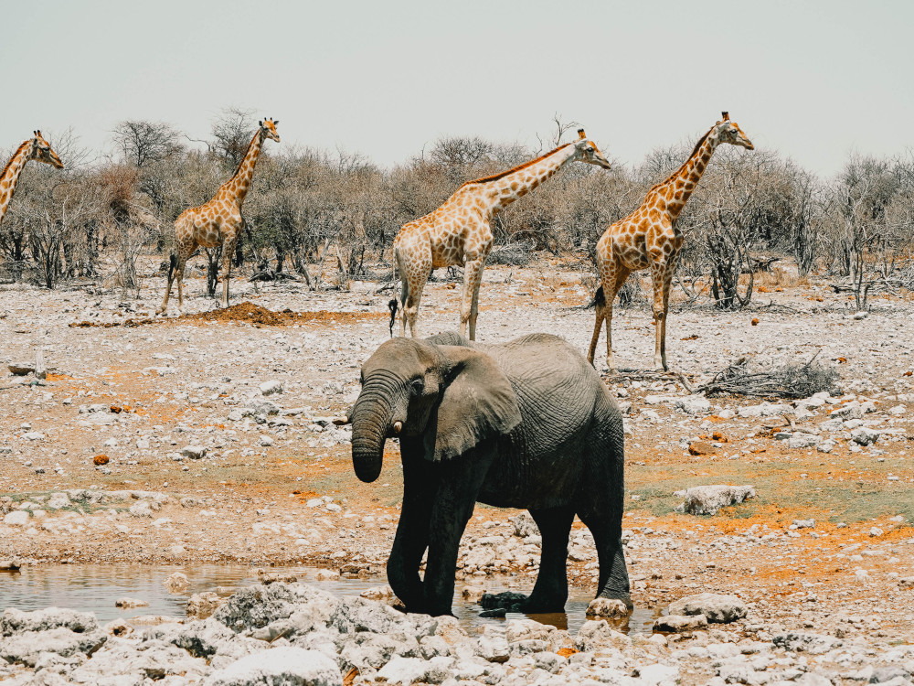 Etosha Self Drive