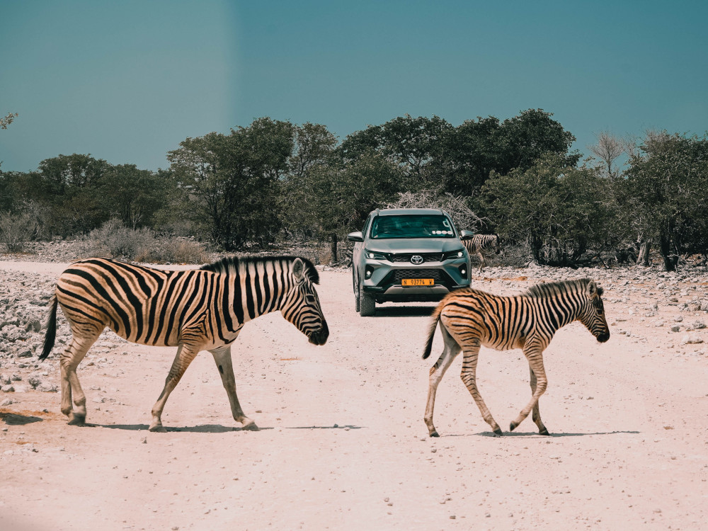 Etosha Self Drive