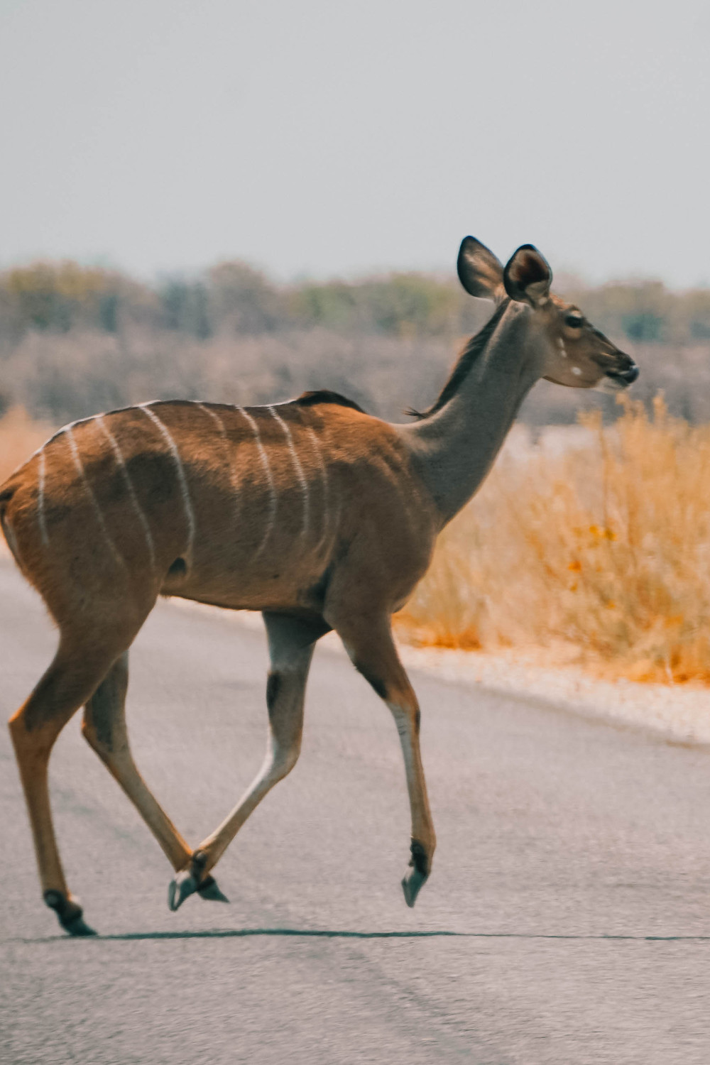 Overnachten in Etosha