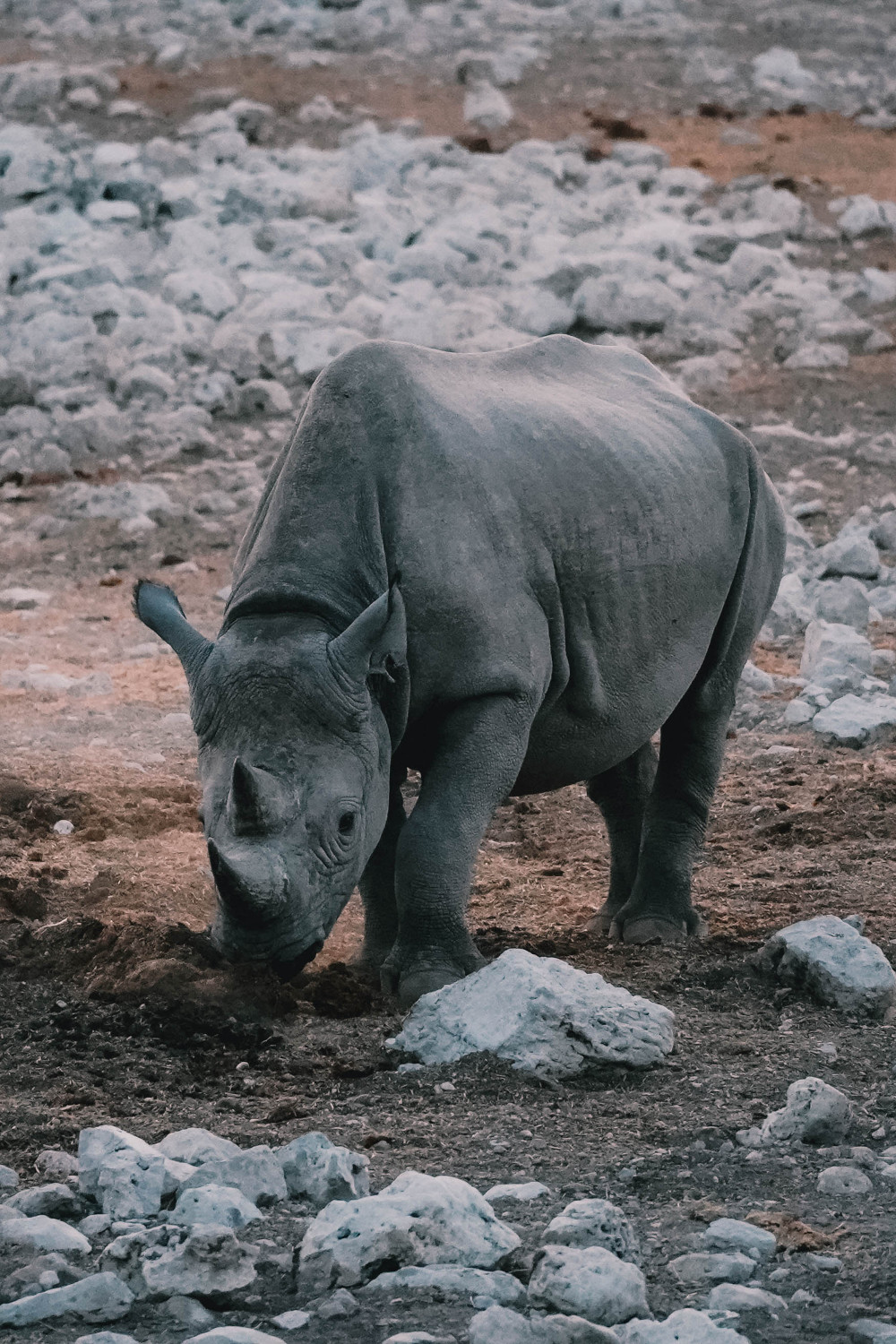 Etosha National Park