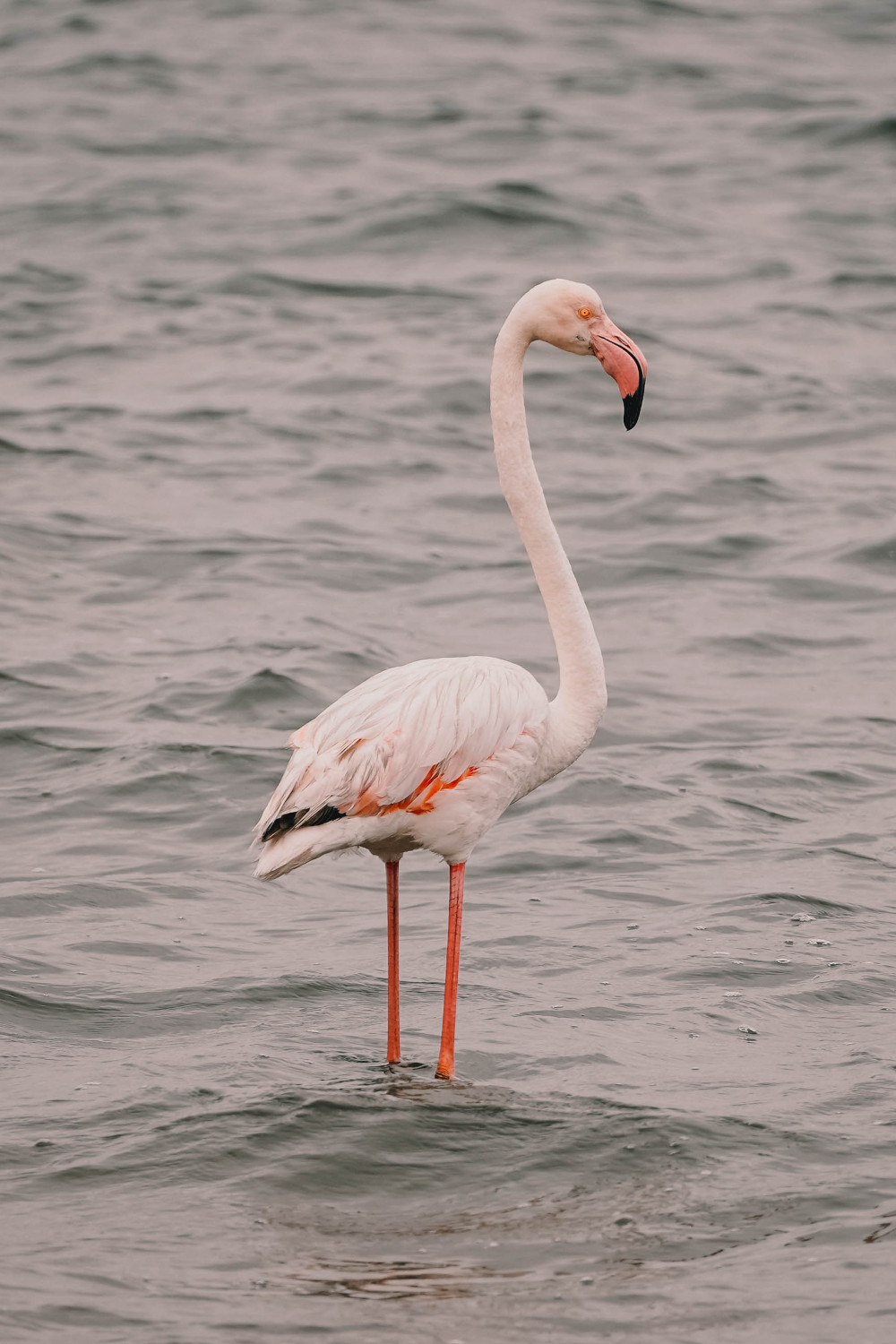 Flamingo bij Walvisbaai