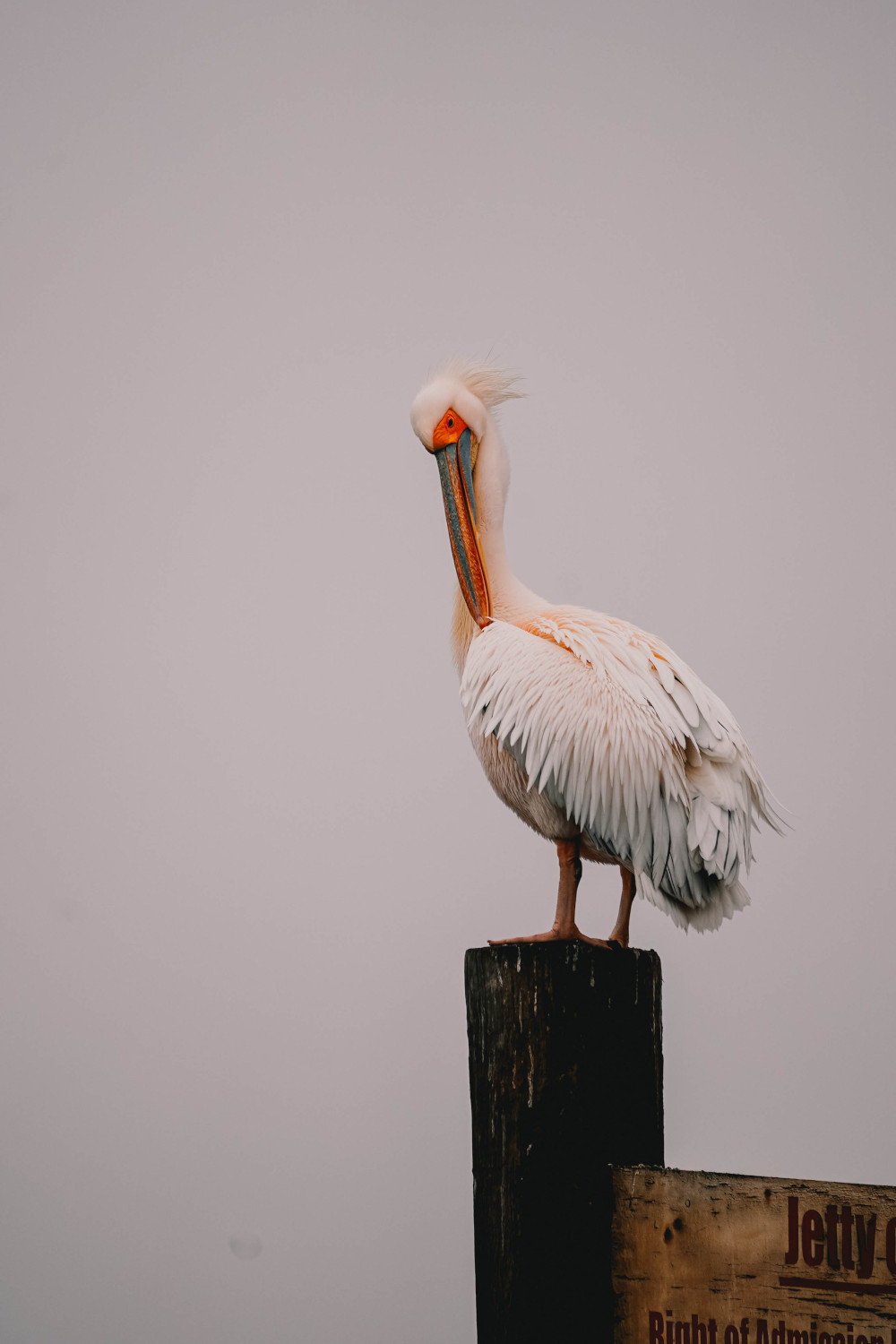 Pelikaan bij Walvisbaai