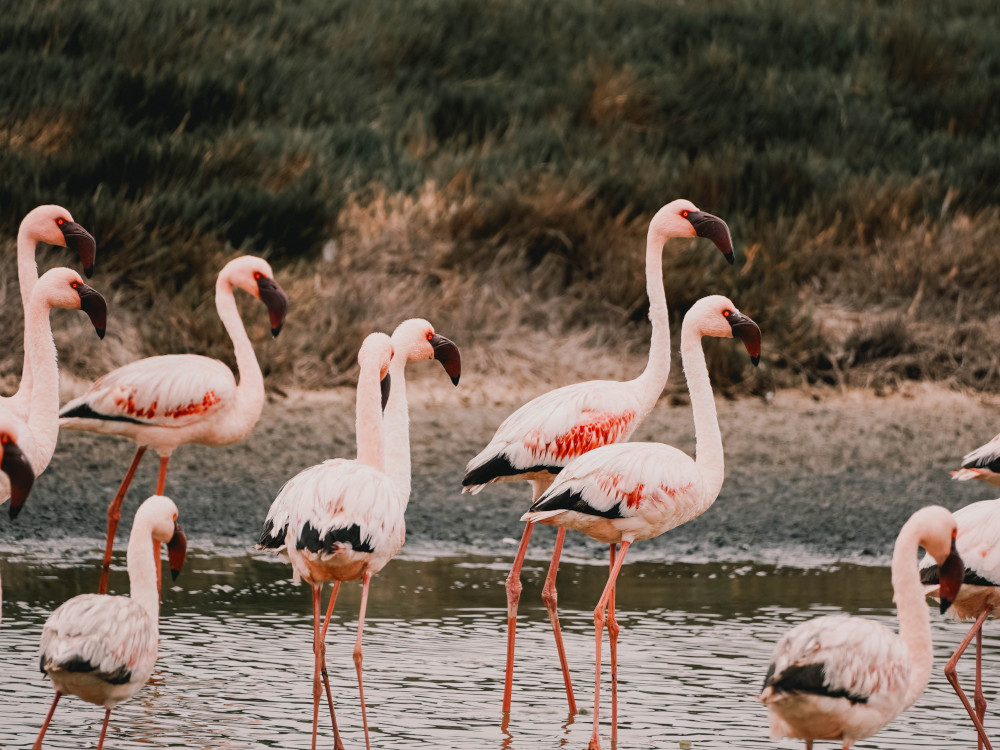 Flamingo's bij Walvisbaai