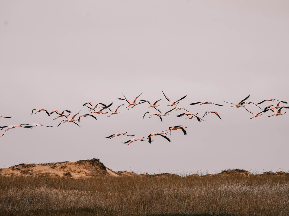 Flamingo's bij Walvisbaai