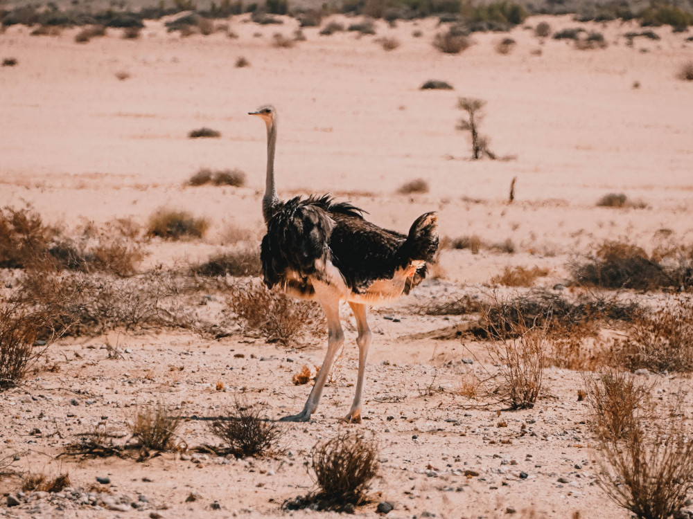 Struisvogel in Namibië