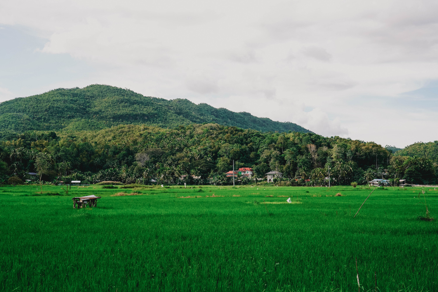 Bohol