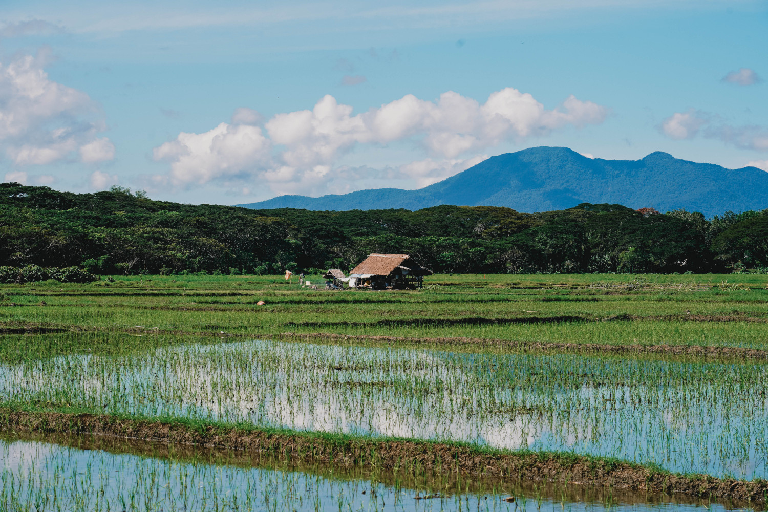 Vervoer in Bohol