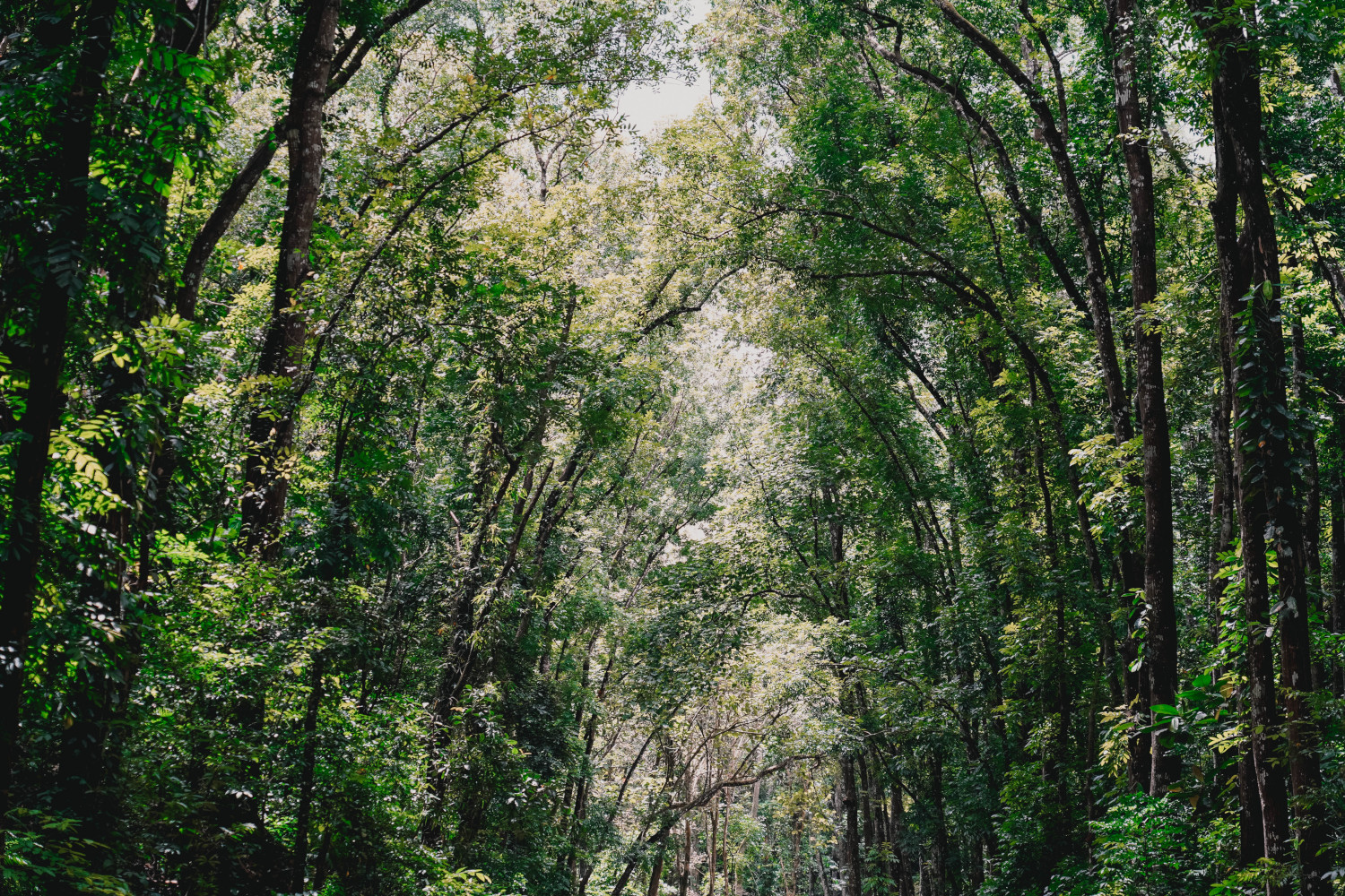 Man-Made Forest Bohol
