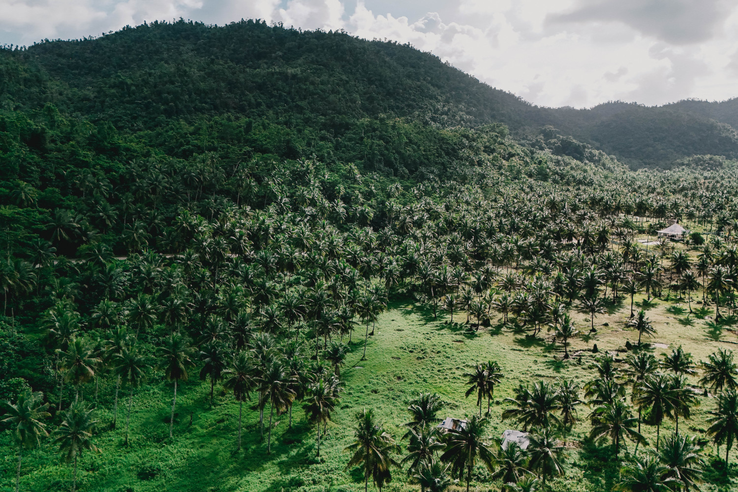 Coconut Plantation Viewpoint
