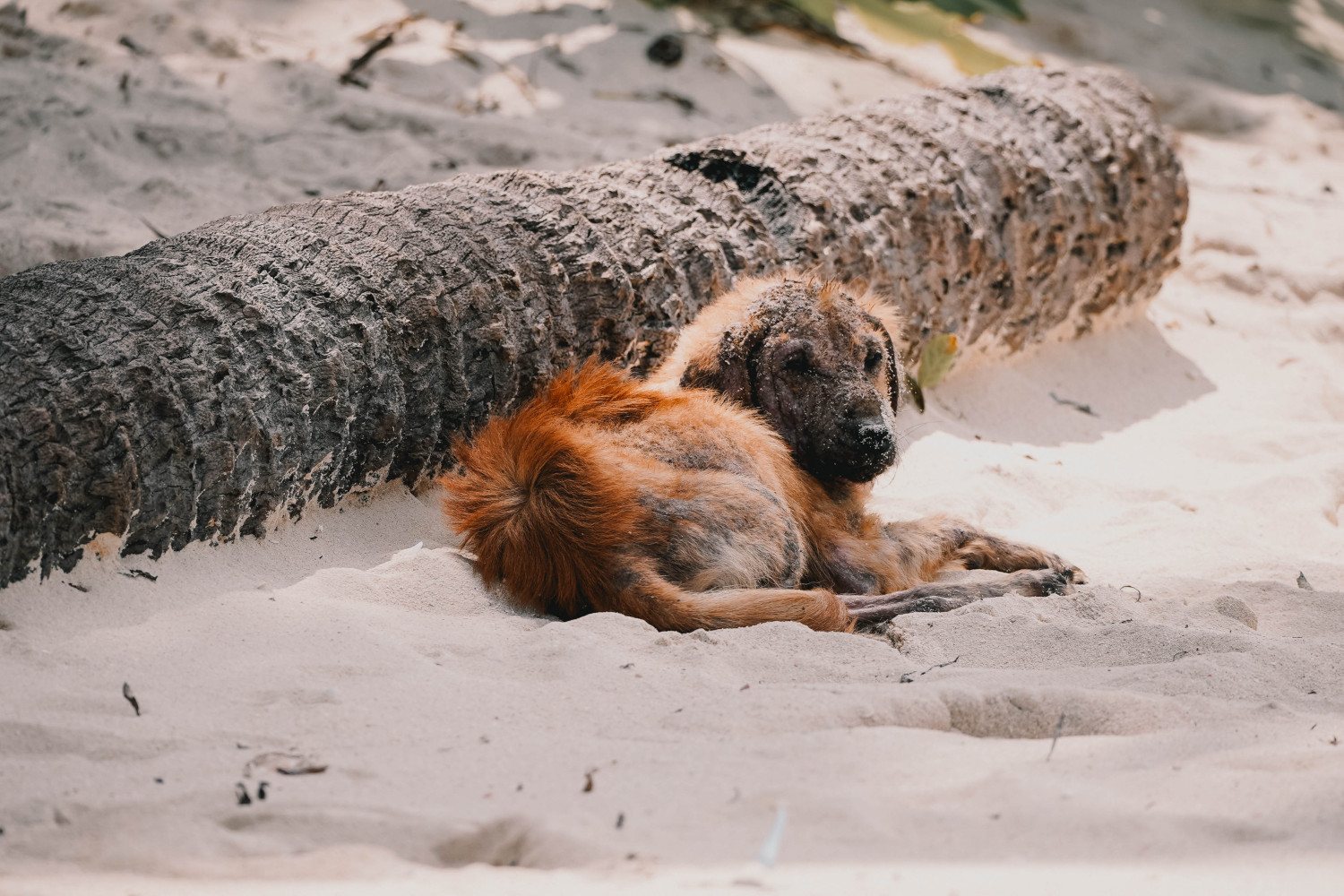 Honden in de Filipijnen