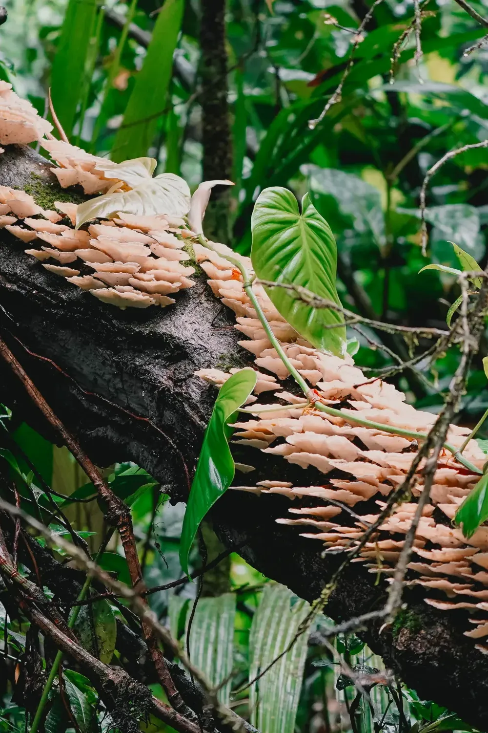Paddestoelen in Tortuguero
