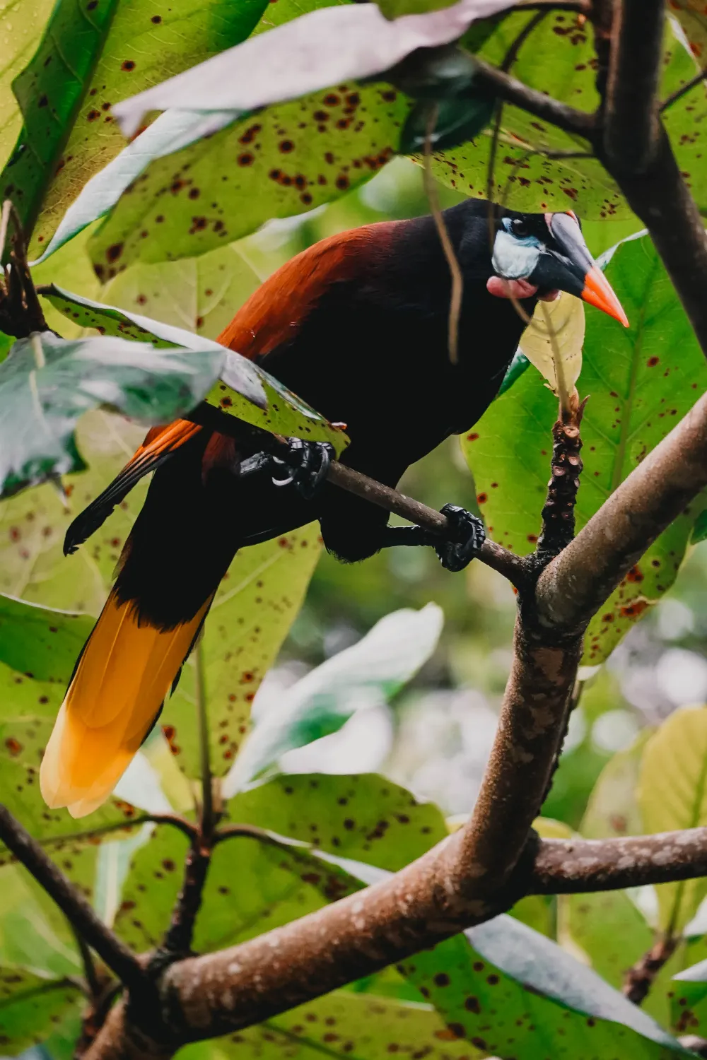 Vogel in Tortuguero