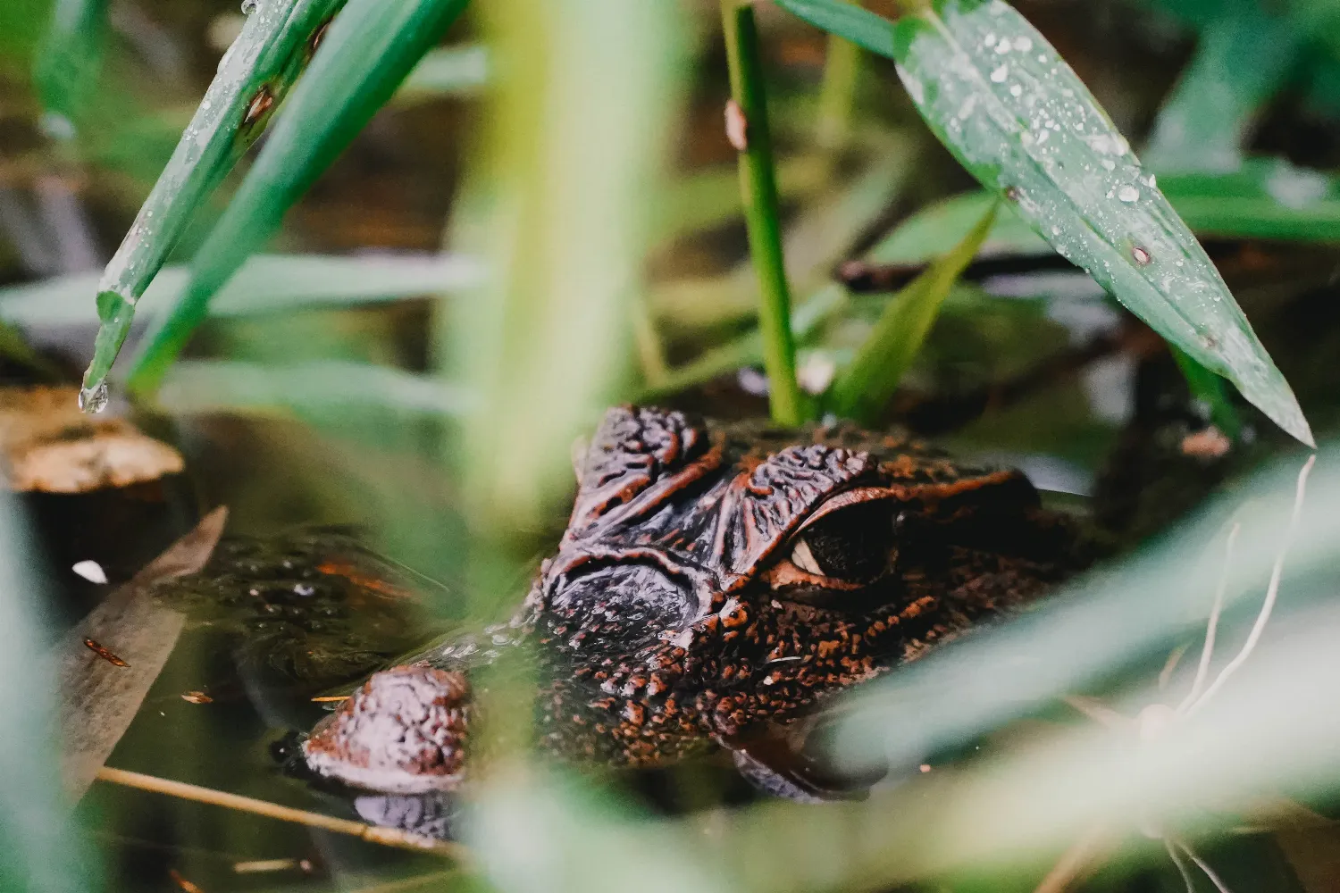 Kaaiman in Tortuguero