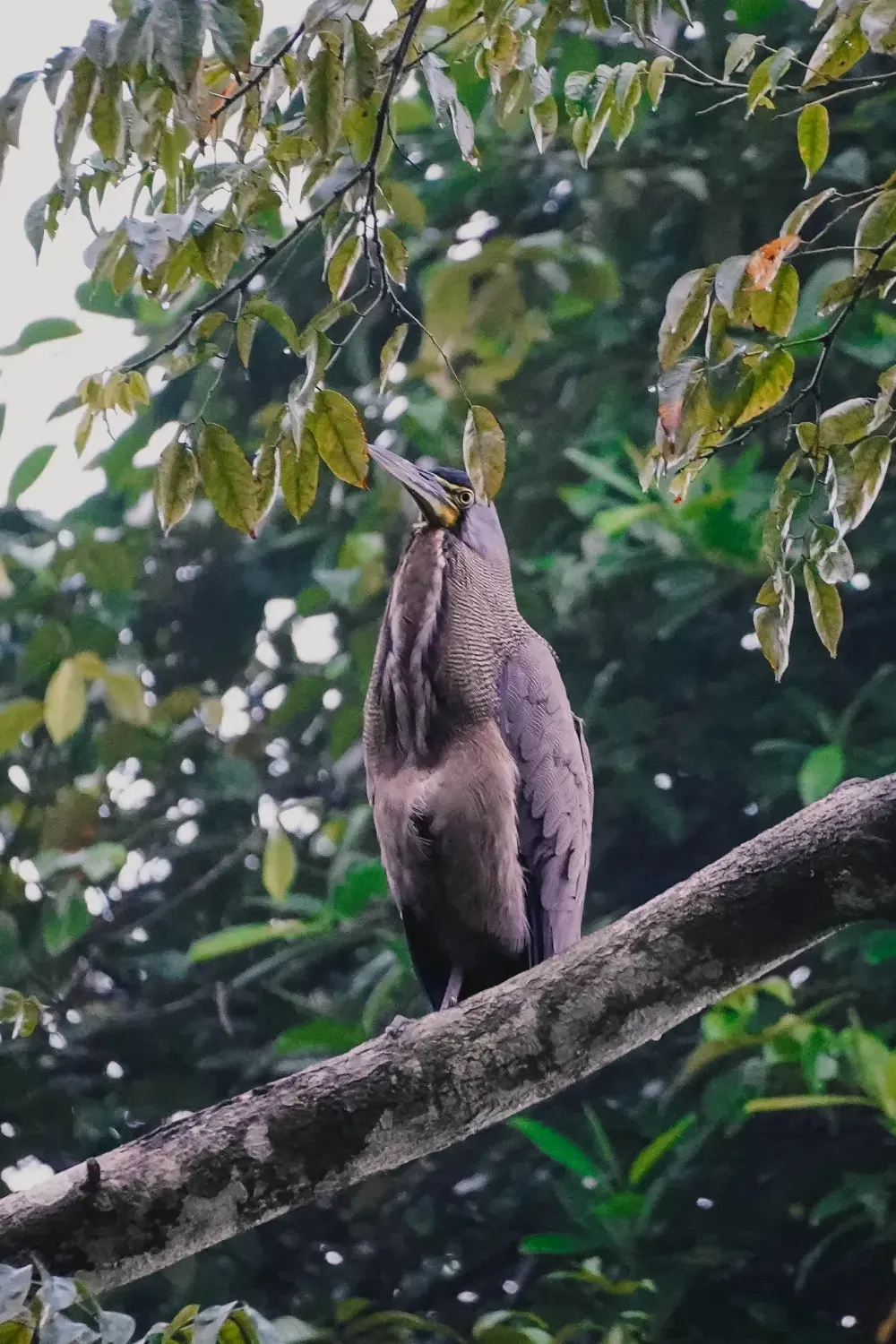Vogel in Tortuguero