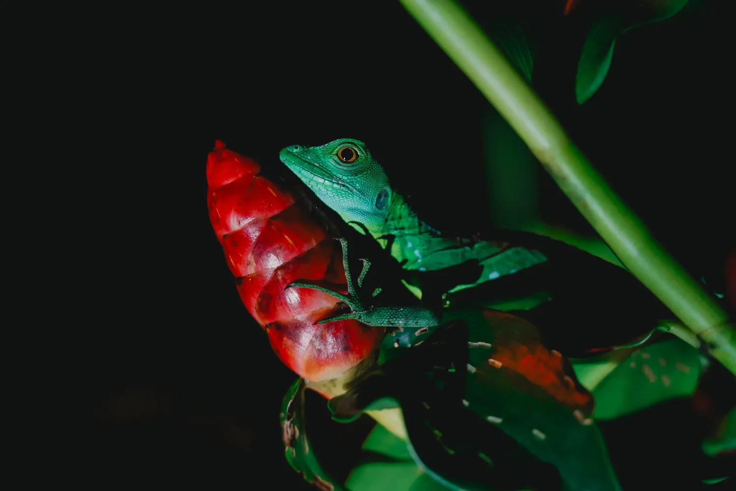 Nachttour Tortuguero