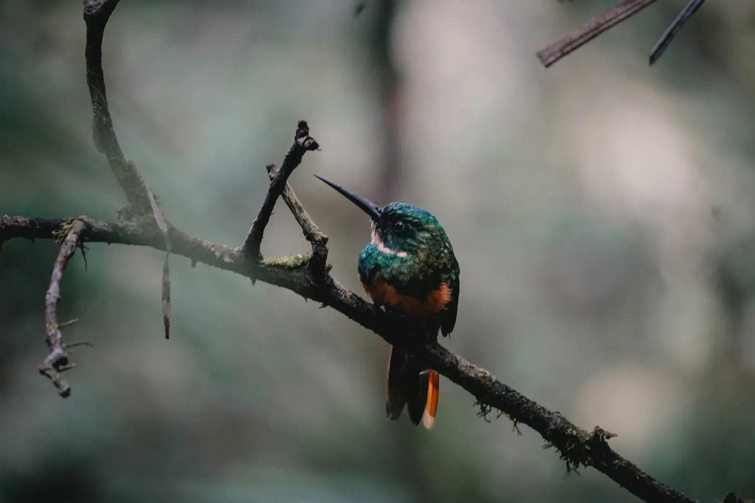 Kolibri in Mistico