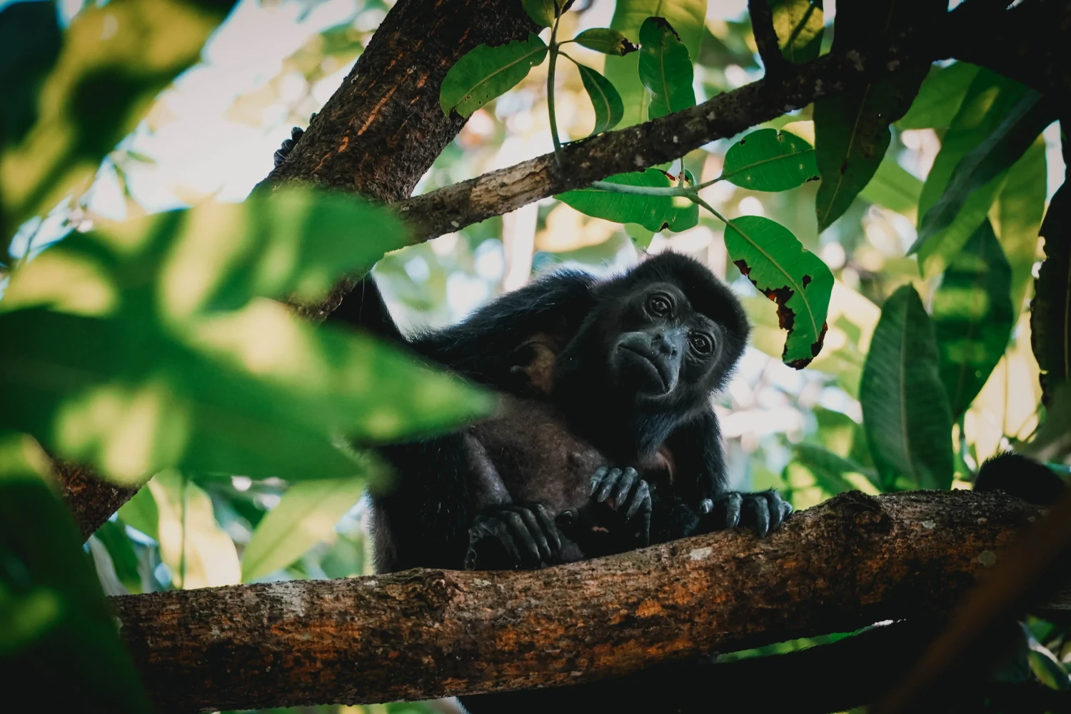 Aap bij Manuel Antonio