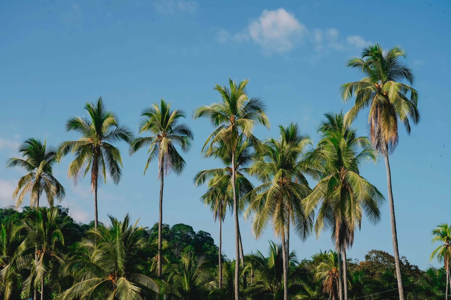 Palmbomen bij Manuel Antonio
