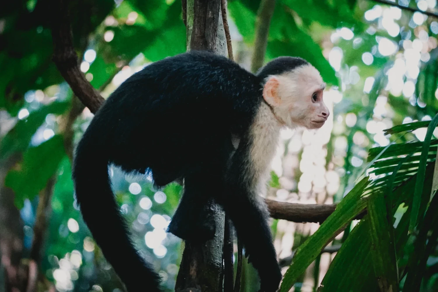 Dieren in Manuel Antonio