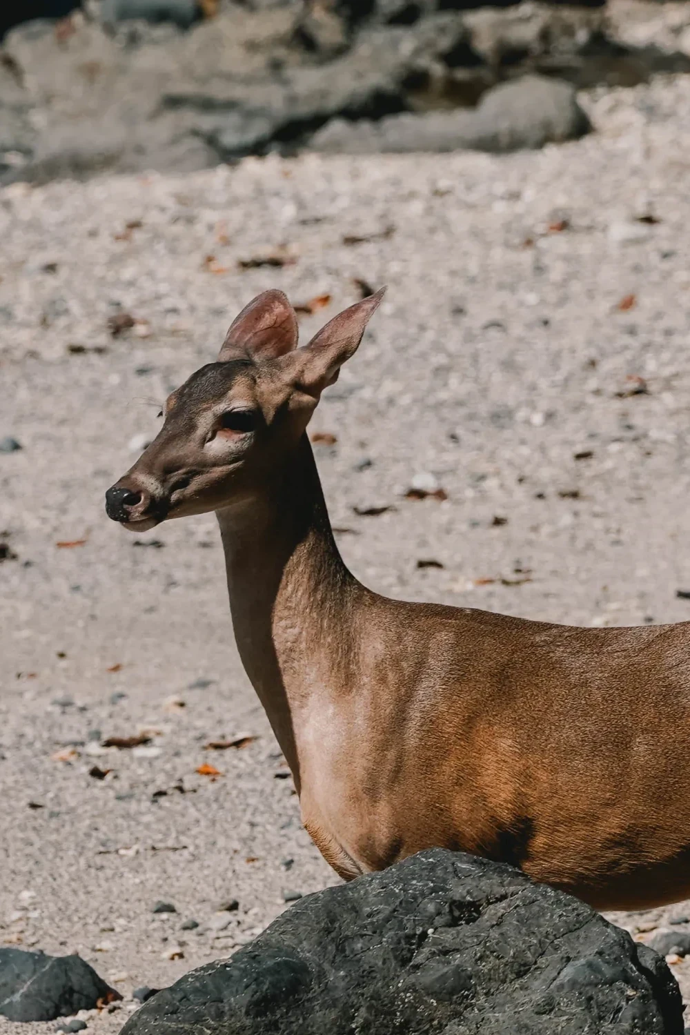 Dieren in Manuel Antonio