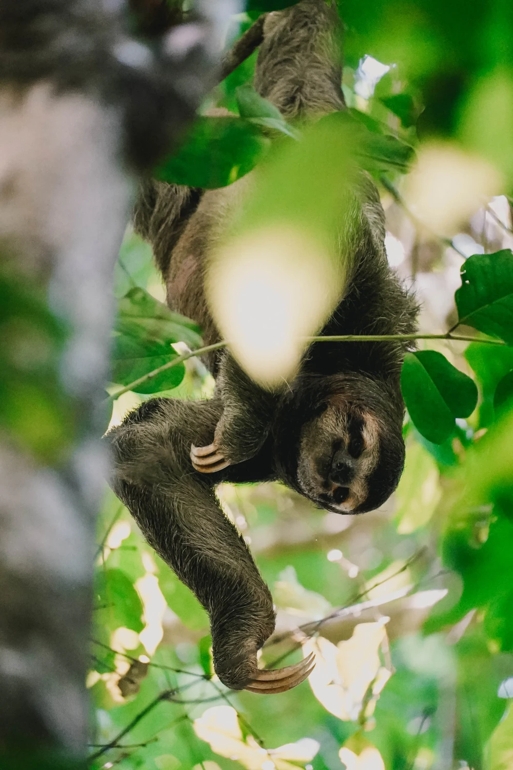 Dieren in Manuel Antonio
