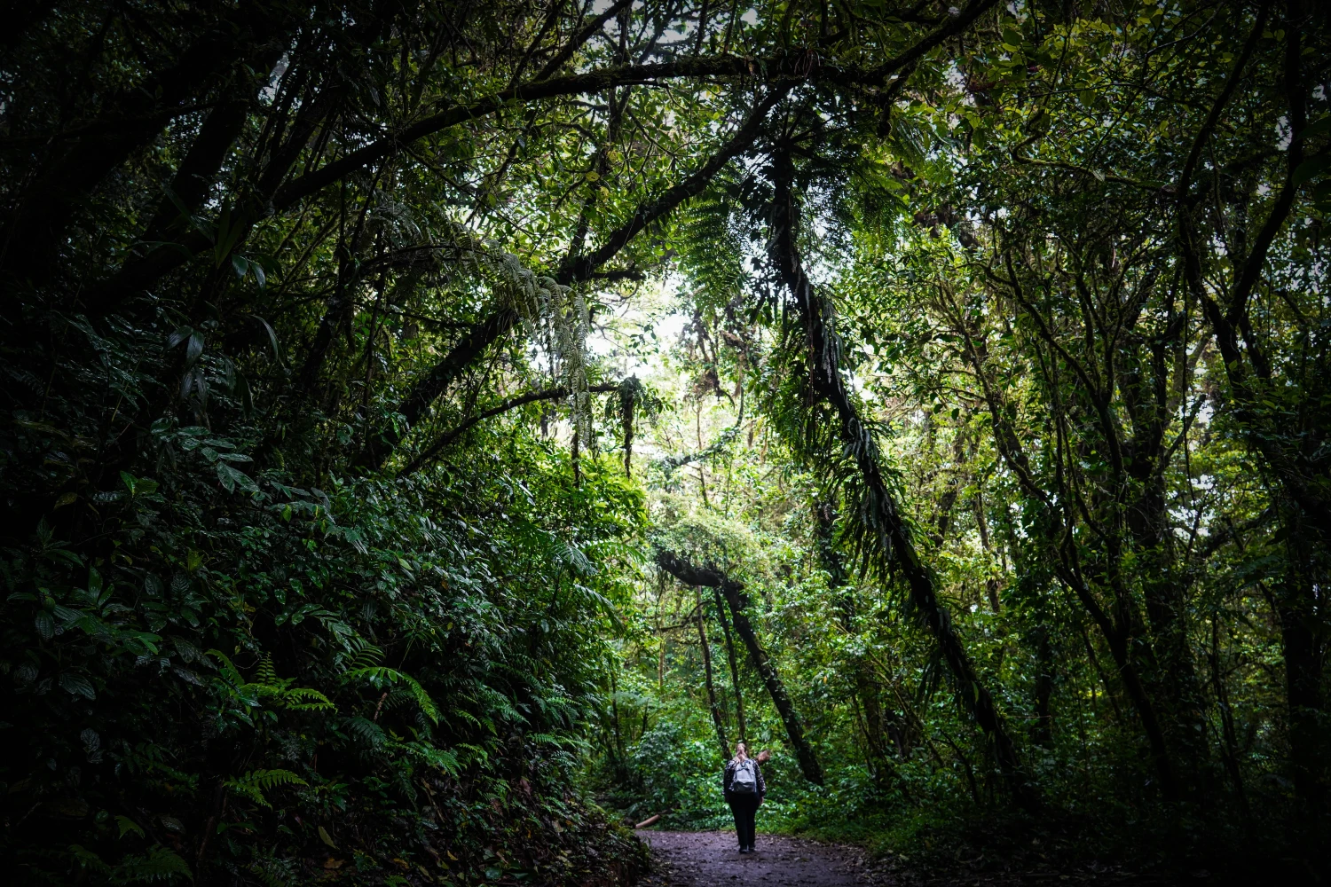 Jungle in Monteverde