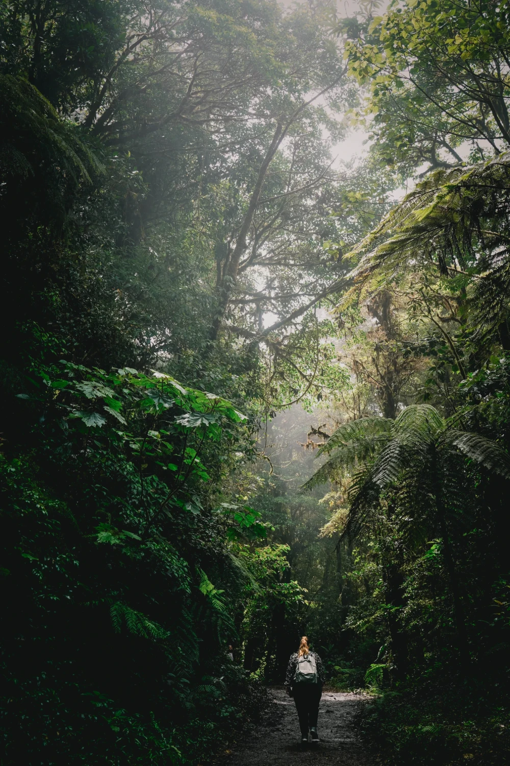 Monteverde Cloud Forest
