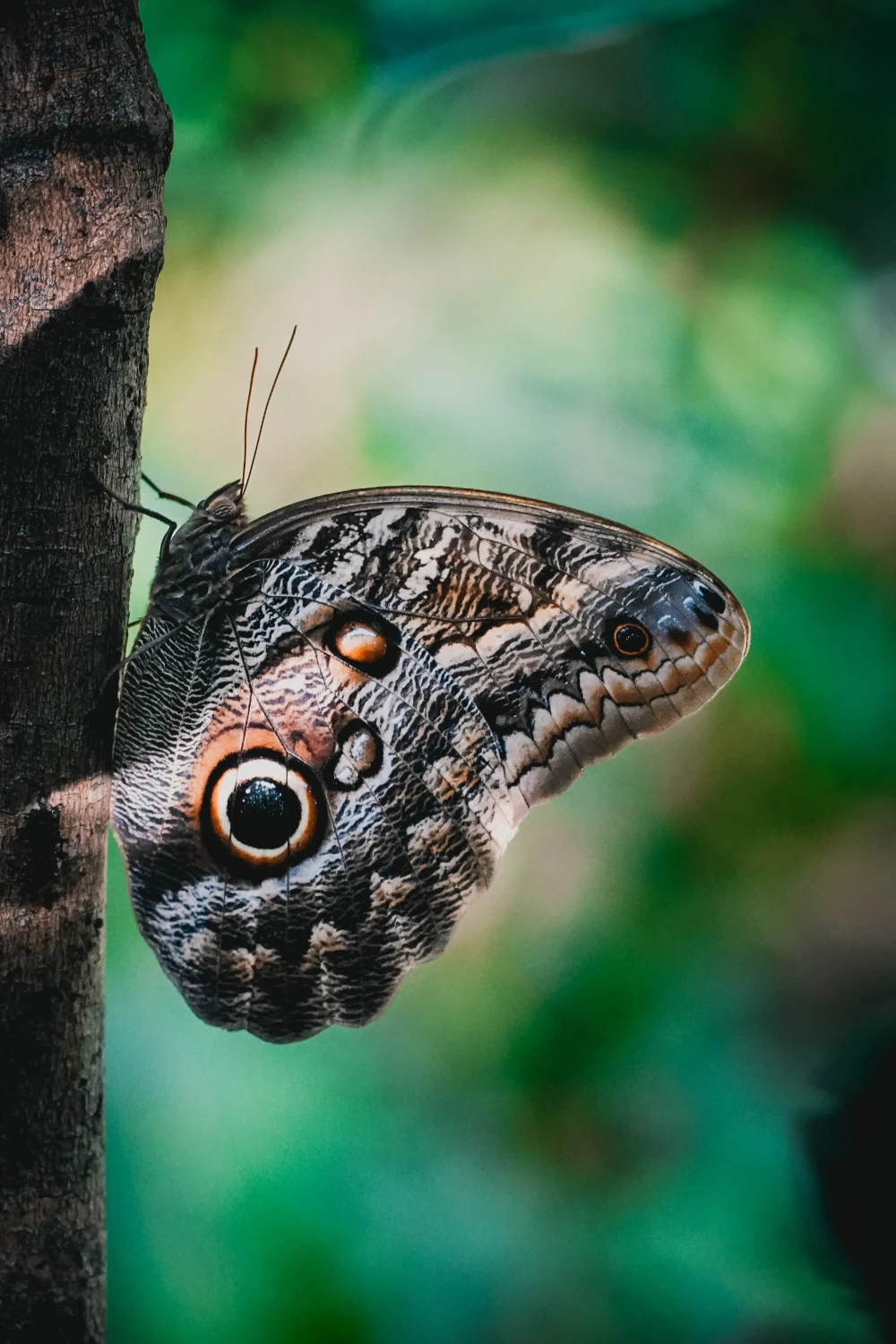 Vlinder in Costa Rica
