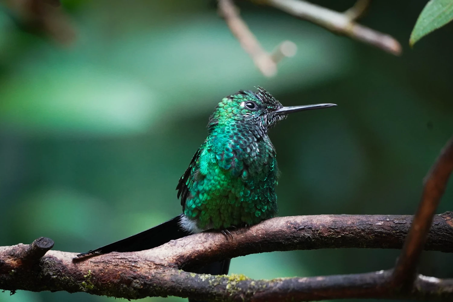 Kolibri in Monteverde