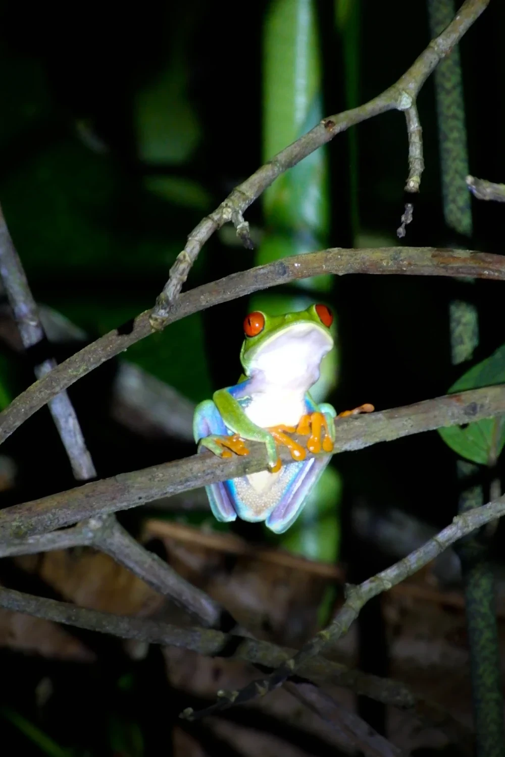 Gifkikker in Costa Rica