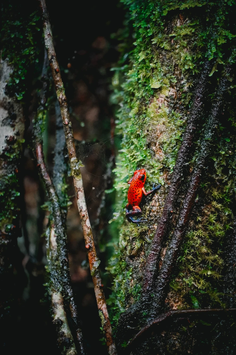 Gifkikker in Costa Rica