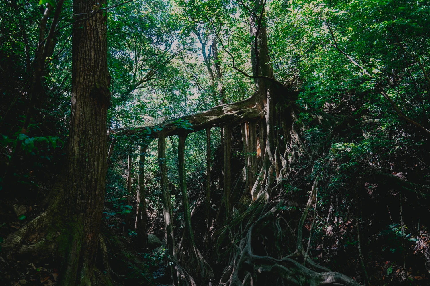 Ficus La Raiz