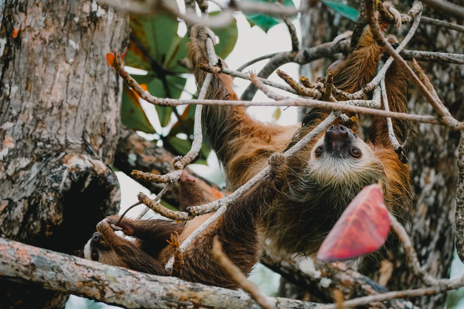 Twee luiaards in Punta Uva