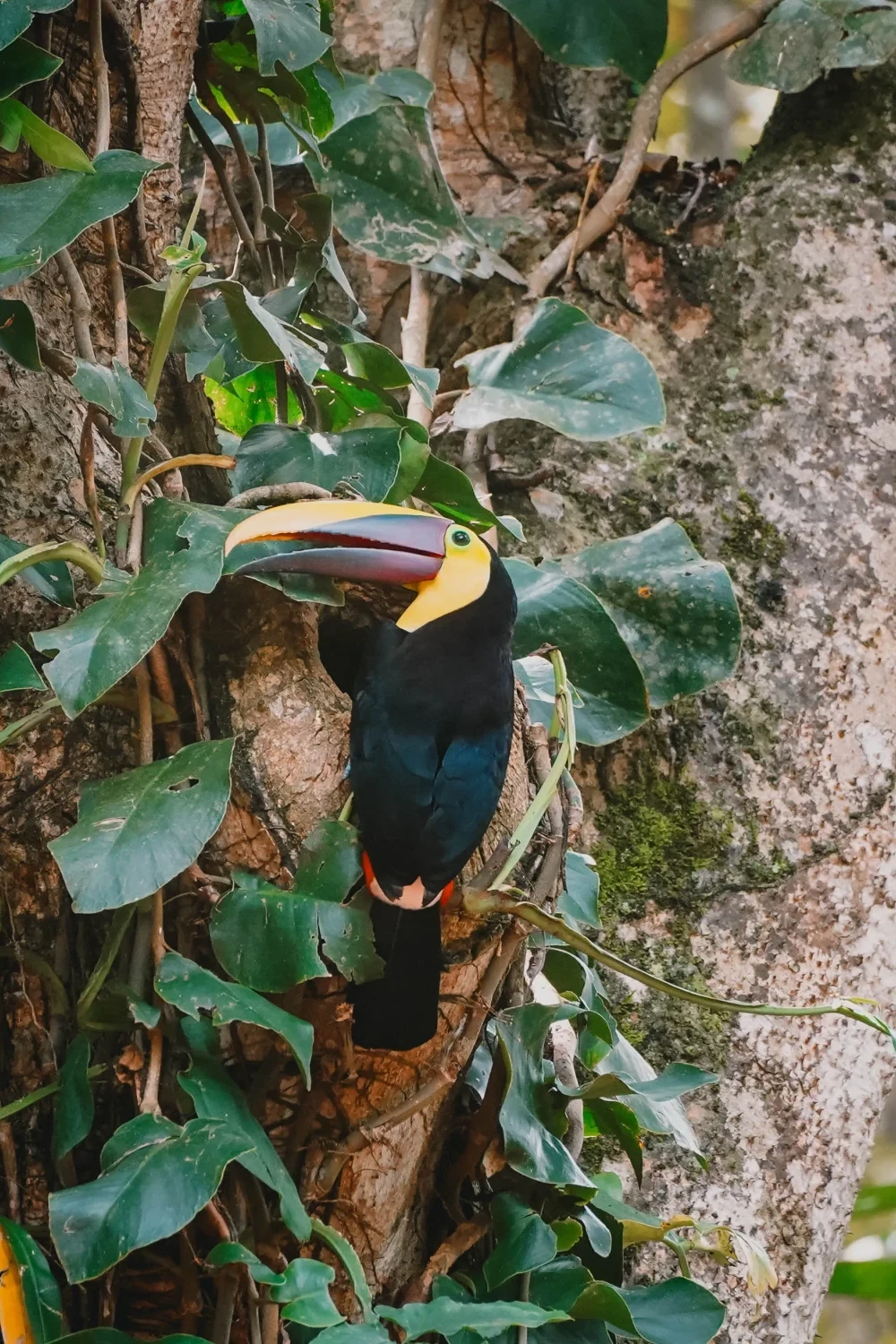Toekan in Puerto Viejo