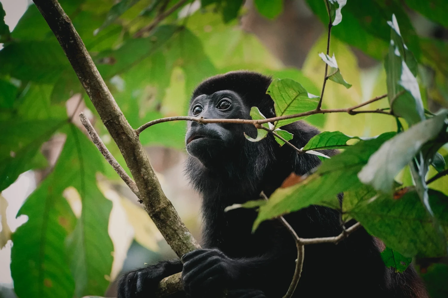 Jaguar Rescue Center