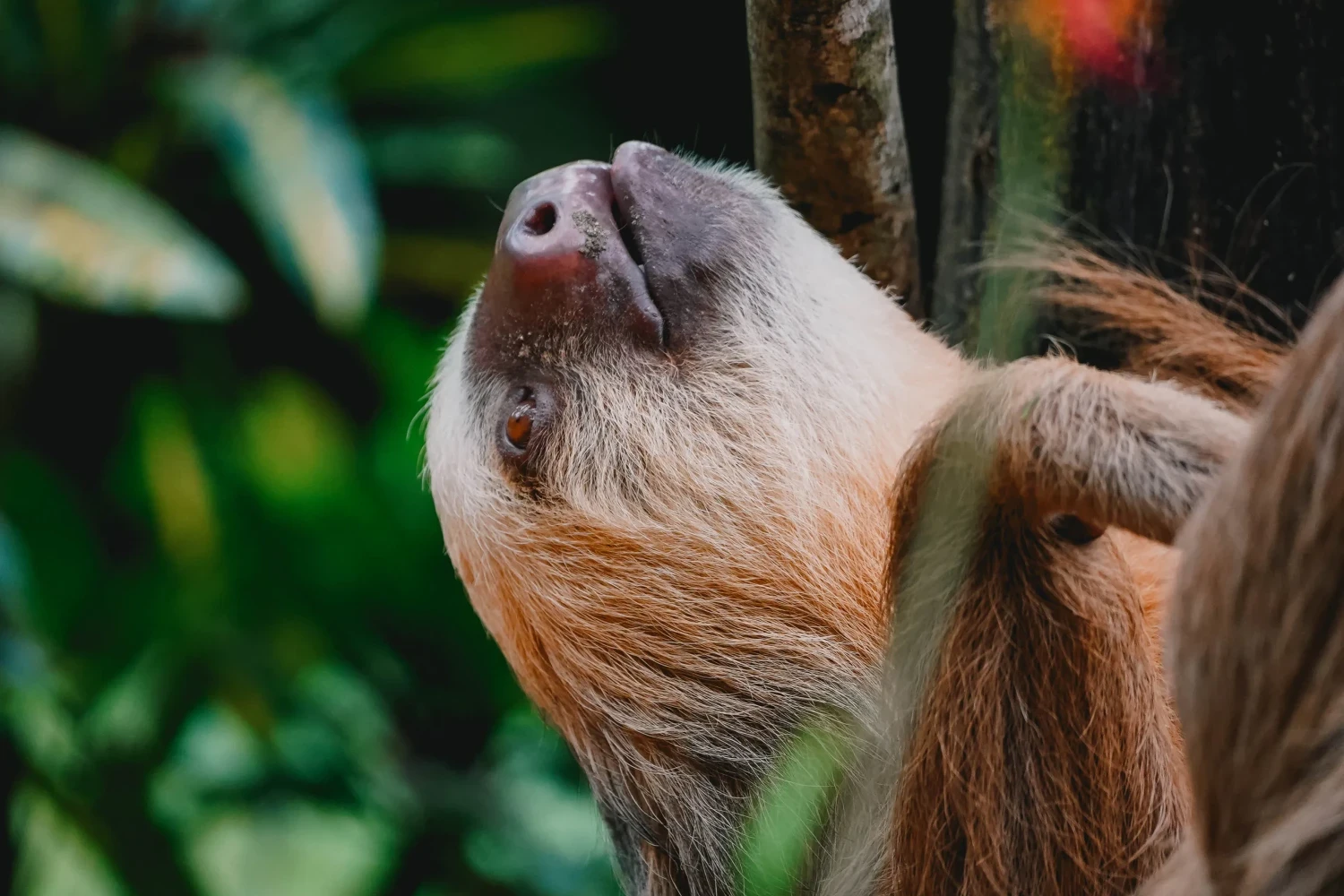 Jaguar Rescue Center
