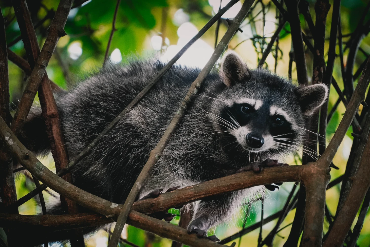 Cahuita National Park