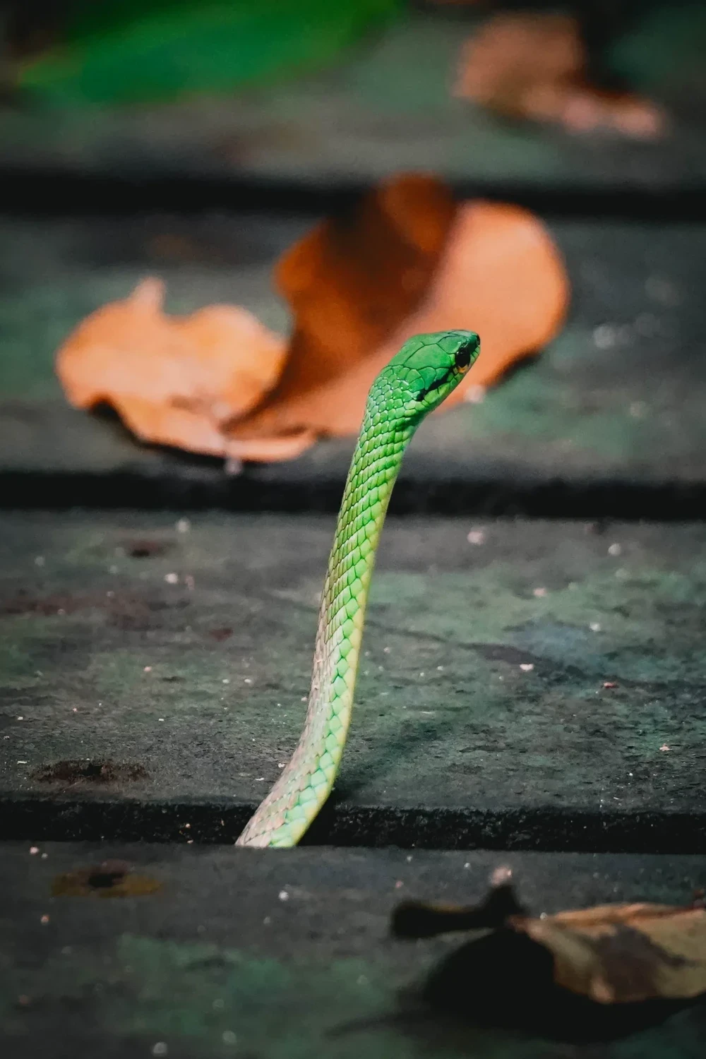 Cahuita National Park