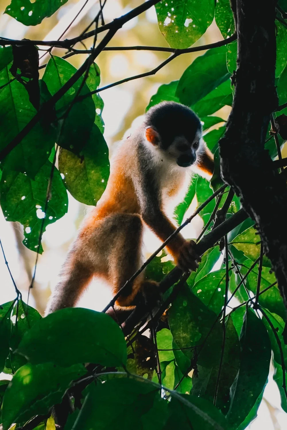Aap in Corcovado National Park