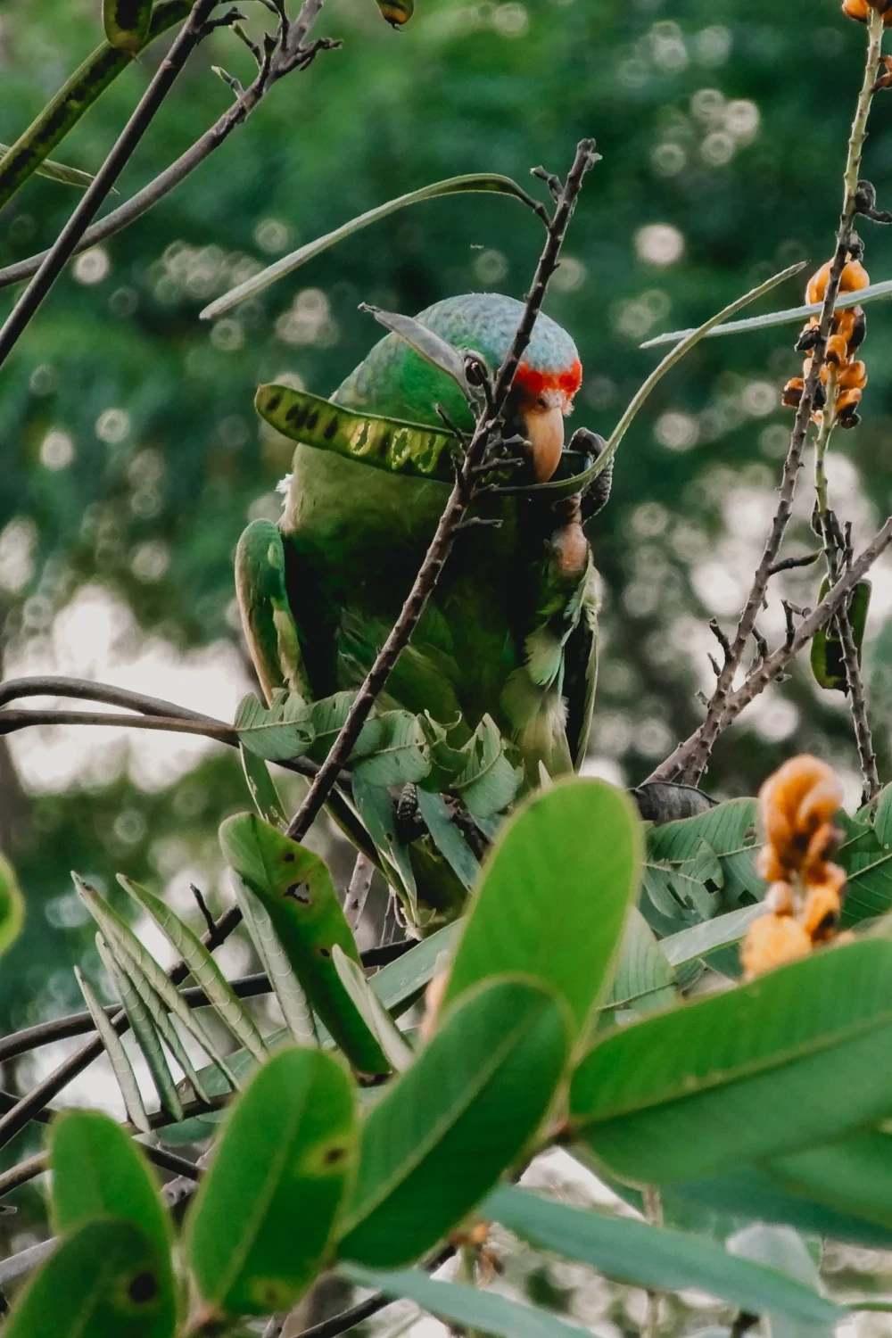 Papegaai in Drake Bay