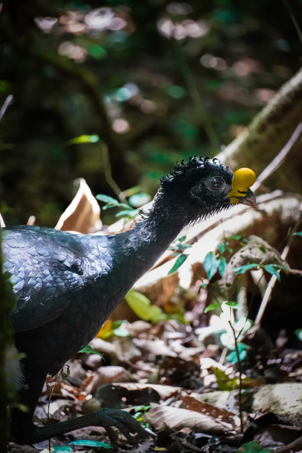Corcovado National Park