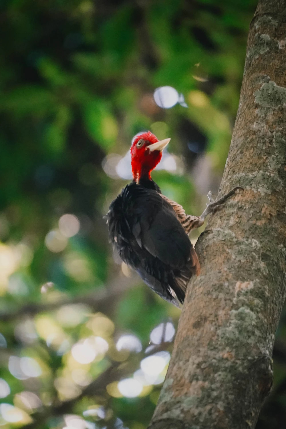 Corcovado National Park